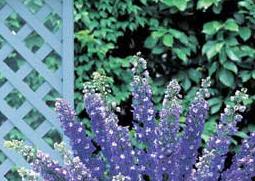 飞燕草图片(飞燕草图片及功效)