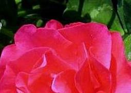 玫瑰与月季的区别（玫瑰与月季的区别在哪里图片）