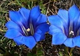 龙胆花的功效与作用（西藏龙胆花的功效与作用）