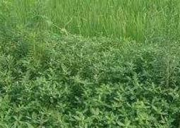 池塘水草种子种植方法（池塘水草种子种植方法图片）