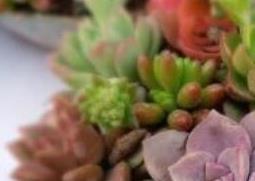 新手如何养多肉 新手如何养多肉种子