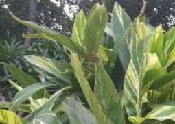 艳山姜与砂仁的区别 艳山姜和草豆蔻的区别