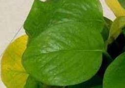 绿萝叶子发黄是什么原因 植物绿萝叶子发黄是什么原因