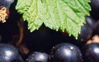 黑加仑的功效与作用（葡萄干黑加仑的功效与作用）