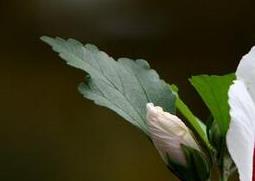 扶桑的养殖方法与注意事项 扶桑养殖方法和注意事项