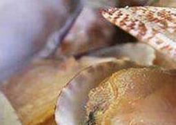 文蛤如何清洗才没沙子（文蛤怎么清洗里面的沙子）