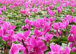 仙客来的养殖方法与注意事项 仙客来的养殖方法和注意事项夏天