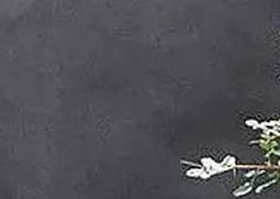 金雀盆景的制作与养护(金雀盆景的养护方法)