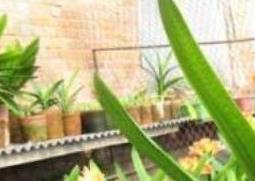 君子兰怎么养殖 君子兰怎么养殖才容易开花