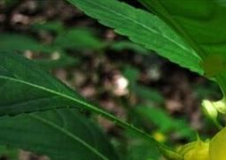 黄花凤仙花的功效与作用 凤仙花有什么功效与作用