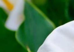 海芋是什么 海芋恋的海芋是什么