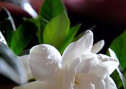 栀子花的养殖方法（栀子花的养殖方法和注意事项）