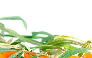 野生酸胖的功效和作用