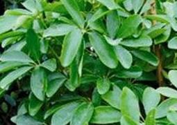 摇钱树如何养（摇钱树如何养殖更绿）