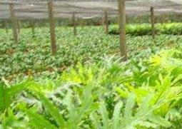 春羽如何养殖（春羽如何养殖?）