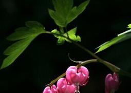 荷包牡丹的功效与作用 荷包牡丹的功效与作用图片