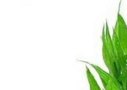 富贵竹的种植方法（富贵竹的种植方法水培）