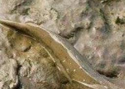 跳跳鱼的营养价值及食疗功效（弹跳鱼的营养价值）