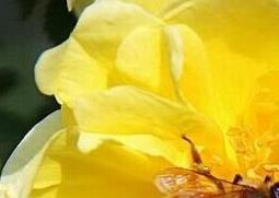 黄刺玫的功效与作用 黄刺玫的药用价值