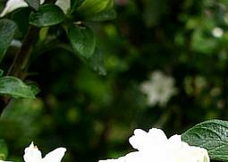 六月雪的种植要点及栽培技术（六月雪种植方法与注意）