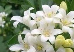 夜来香的盆栽养殖方法和注意事项 夜来香的盆栽养殖方法和注意事项