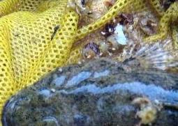 竹壳鱼的功效与作用及食用方法 竹壳鱼营养价值