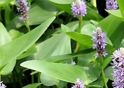 梭鱼草的功效与作用（梭鱼草百科）