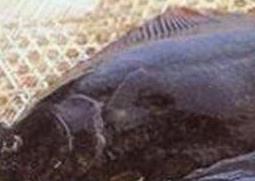 鼓眼鱼的功效与作用 鼓眼鱼的功效与作用图片