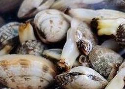 花蛤怎么洗 花蛤怎么洗的干净