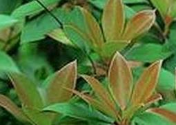 厚皮香花的功效与作用（厚皮香花的功效与作用图片）