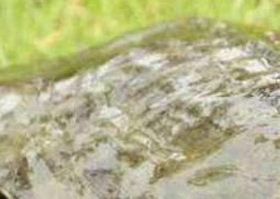 甲鱼怎么杀(甲鱼怎样宰杀)