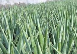 库拉索芦荟在家怎么养（库拉索芦荟在家养好吗）