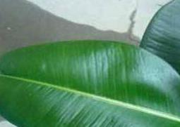 橡皮树怎么养（橡皮树怎么养家庭养法）