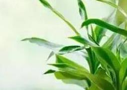 富贵竹怎么养土养殖（富贵竹怎么养土养殖好）