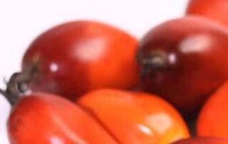 棕树果的功效与作用 棕树果的功效与作用及食用方法