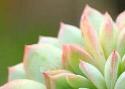 多肉植物怎么养 多肉植物怎么养多肉怕晒吗