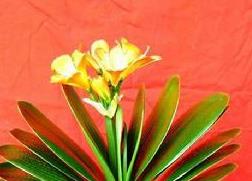 君子兰烂根怎么办 君子兰烂根怎么办 百度网盘