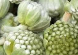 绿萝花的功效与作用（绿萝花的功效与作用及食用方法）