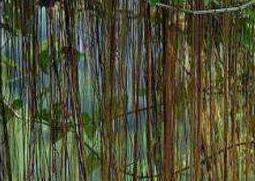 锦屏藤可以在家养吗(锦屏藤适合家庭种植吗)