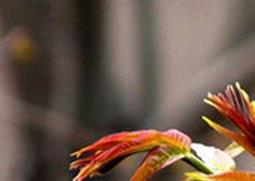 盆栽香椿树的养护方法（盆栽香椿树的养护方法和管理）