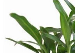 盆栽富贵竹的养殖方法和注意事项（盆栽富贵竹的养殖方法和注意事项视频）