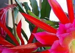 令箭荷花的养殖方法 令箭荷花的养殖方法和修剪