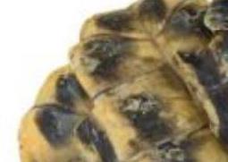 龟板泡酒的功效与作用(龟板能泡酒吗)