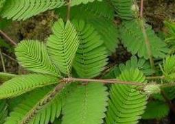 含羞草怎么养 含羞草怎么养殖方法和时间