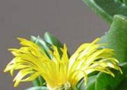 招财佛手如何养殖（招财佛手养殖技术）