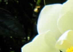 玉兰的功效与作用（玉兰油的功效作用）