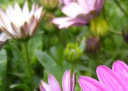 荷兰菊的养殖方法 荷兰菊的养殖方法和注意事项视频