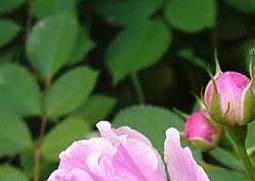 蔷薇怎么养(迷你蔷薇怎么养)