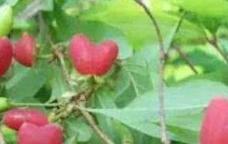 杈杷果的功效与作用 杈杷果百科