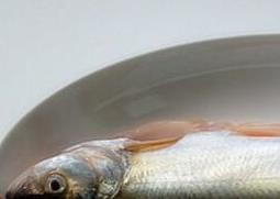 白扁鱼的营养价值与功效（白鮰鱼的营养价值及功效）